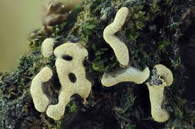 Attēlu rezultāti vaicājumam “Badhamia affinis var. microspora spores”