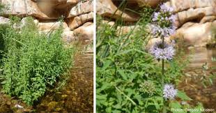 Attēlu rezultāti vaicājumam “Mentha aquatica leaf”