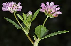 Attēlu rezultāti vaicājumam “Trifolium”