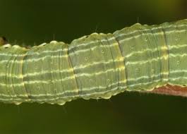 Attēlu rezultāti vaicājumam “Archiearis parthenias”