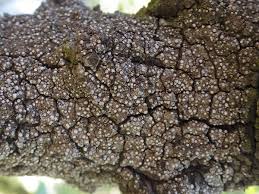 Attēlu rezultāti vaicājumam “Thelopsis rubella”