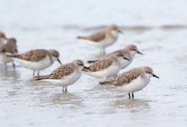 Image result for Calidris ruficollis