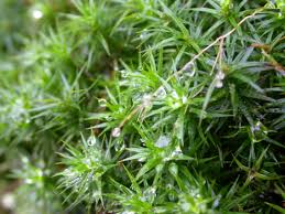 Attēlu rezultāti vaicājumam “Polytrichastrum formosum”