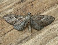 Attēlu rezultāti vaicājumam “Eupithecia pusillata”