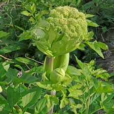 Attēlu rezultāti vaicājumam “Angelica archangelica”