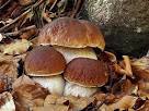funghi porcini
