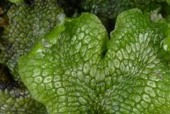 Attēlu rezultāti vaicājumam “Conocephalum salebrosum”