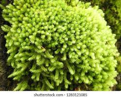 Attēlu rezultāti vaicājumam “Dichodontium pellucidum macro”