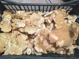 Attēlu rezultāti vaicājumam “Hydnum sp.”