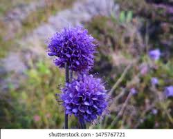 Image result for Succisa pratensis