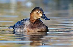 Image result for Aythya marila