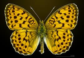 Attēlu rezultāti vaicājumam “Brenthis daphne underside”