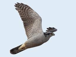 Image result for Goshawks G C
