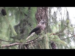 Attēlu rezultāti vaicājumam “Nucifraga caryocatactes adult”