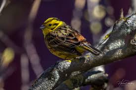 Attēlu rezultāti vaicājumam “Emberiza citrinella juvenile”