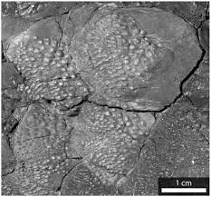 Attēlu rezultāti vaicājumam “Laccognathus panderi”