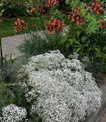 Attēlu rezultāti vaicājumam “Gypsophila paniculata flower”