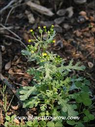 Attēlu rezultāti vaicājumam “Senecio vulgaris flower”
