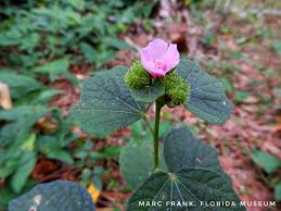 Attēlu rezultāti vaicājumam “Reticularia lobata young”