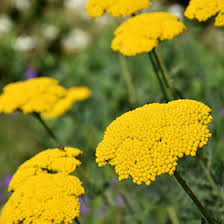 Image result for Achillea filipendulina
