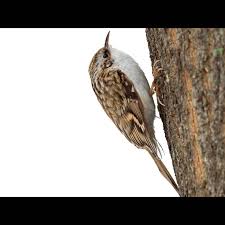 Attēlu rezultāti vaicājumam “Certhia familiaris”