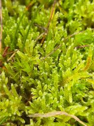 Attēlu rezultāti vaicājumam “Breidleria pratensis”