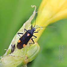 Attēlu rezultāti vaicājumam “Capsodes gothicus”