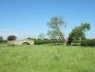 The tree is a Crack Willow (Salix fragilis) living up to its name by - via Daymix