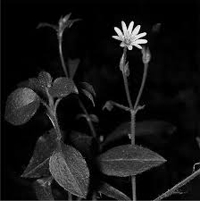 Attēlu rezultāti vaicājumam “Cerastium sylvaticum”