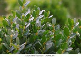 Attēlu rezultāti vaicājumam “Buxus sempervirens flower”