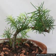 Attēlu rezultāti vaicājumam “Pseudotsuga menziesii var. glauca”