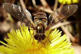 Attēlu rezultāti vaicājumam “Episyrphus balteatus”