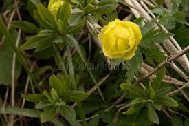 Attēlu rezultāti vaicājumam “Trollius europaeus bud”