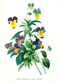 Attēlu rezultāti vaicājumam “Viola tricolor subsp. curtisii bud”