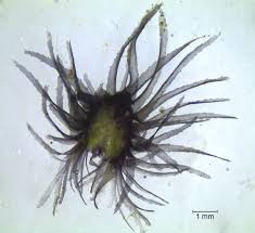 Attēlu rezultāti vaicājumam “Ricciocarpos natans”