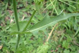 Attēlu rezultāti vaicājumam “Sonchus oleraceus leaf”