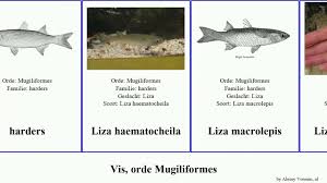 Image result for Mugil liza