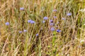 Attēlu rezultāti vaicājumam “Jasione montana”