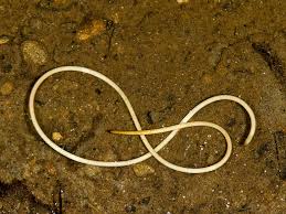 Attēlu rezultāti vaicājumam “Gordius aquaticus”