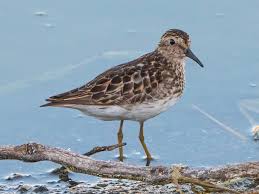 Image result for Calidris minutilla