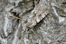 Attēlu rezultāti vaicājumam “Catocala nupta”