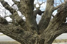 Attēlu rezultāti vaicājumam “Phellodendron amurense bud”