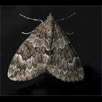 Attēlu rezultāti vaicājumam “Thera variata”