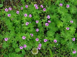 Attēlu rezultāti vaicājumam “Geranium pyrenaicum”