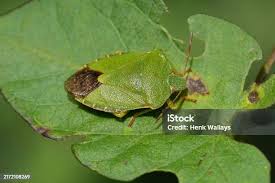 Attēlu rezultāti vaicājumam “Palomena prasina imago”