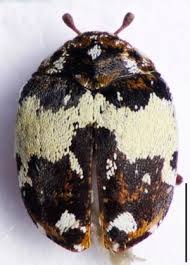 Attēlu rezultāti vaicājumam “Anthrenus sp.”