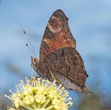 Attēlu rezultāti vaicājumam “Inachis io underside”