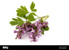 Attēlu rezultāti vaicājumam “Corydalis solida leaf”