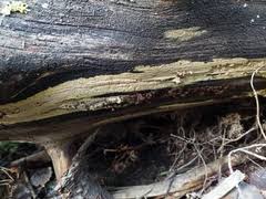 Attēlu rezultāti vaicājumam “Crustoderma dryinum”