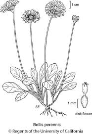 Image result for Bellis perennis